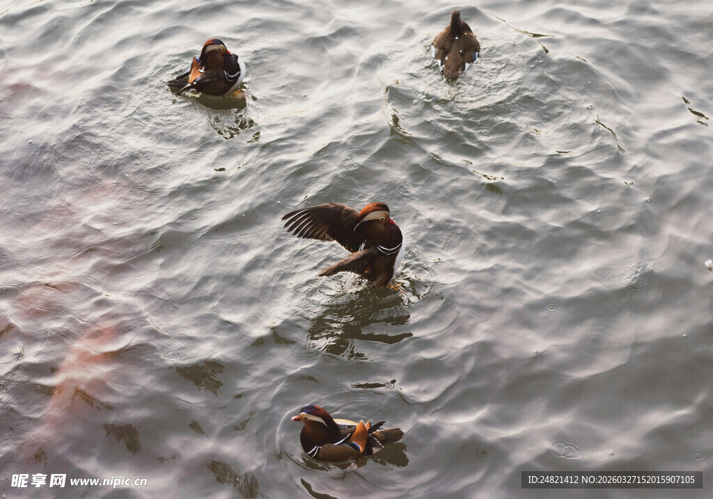 水中嬉戏的几只鸭子