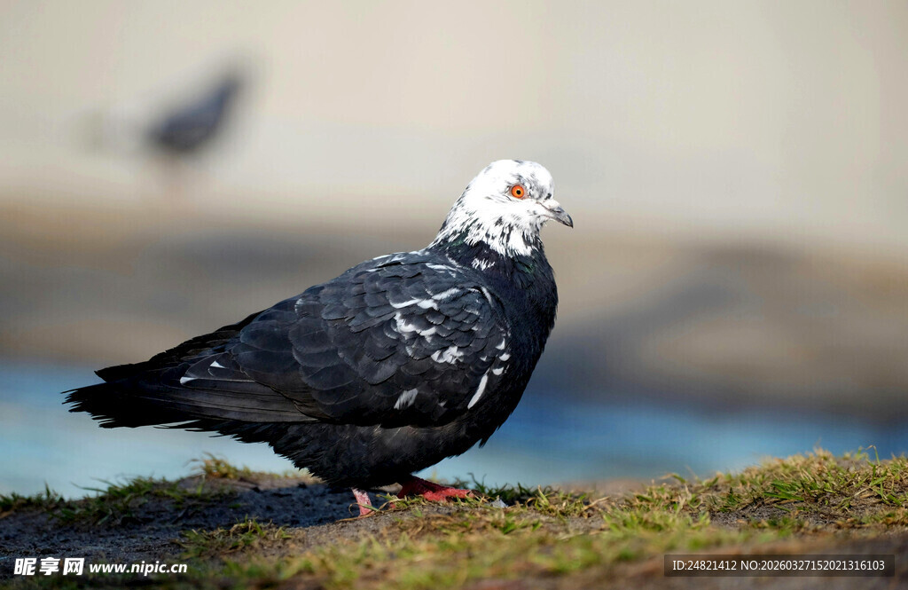 黑羽白鸽立于草地