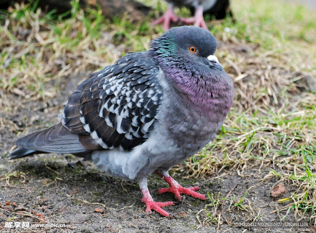 灰羽红爪鸽子立于草地