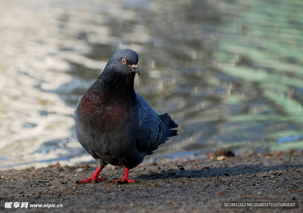 水边红爪鸽子