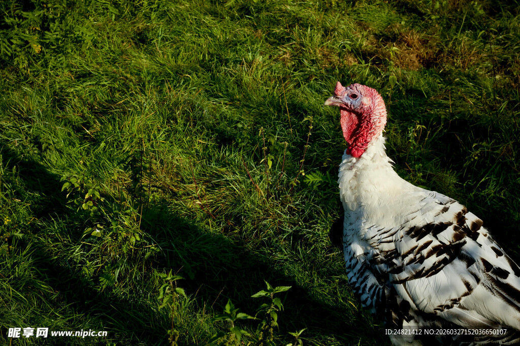 草地上的火鸡