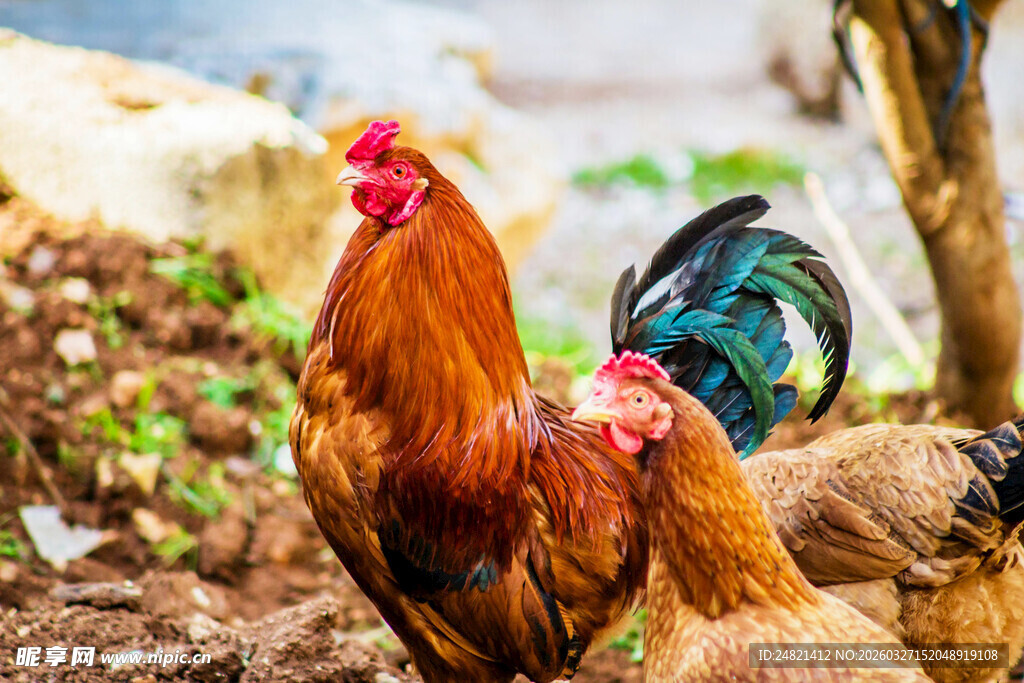 田园中色彩艳丽的几只鸡