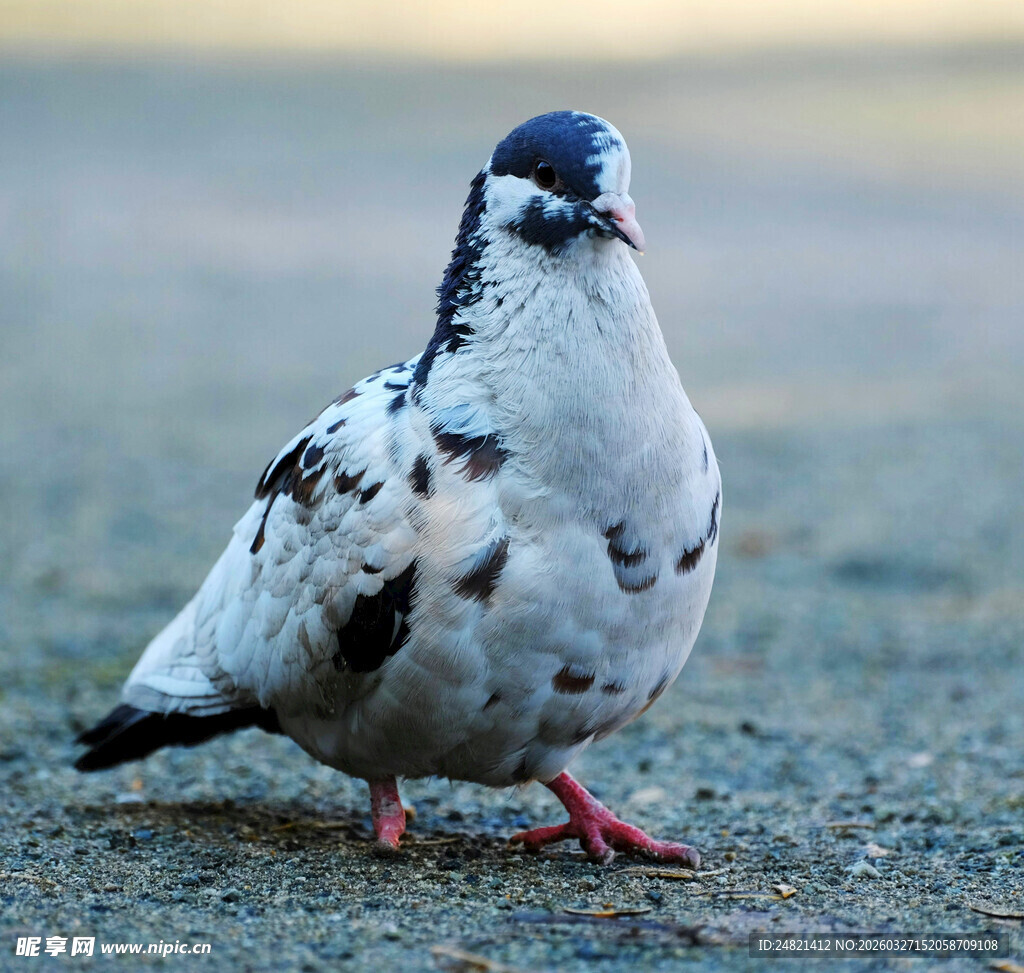 斑点鸽子于地面站立