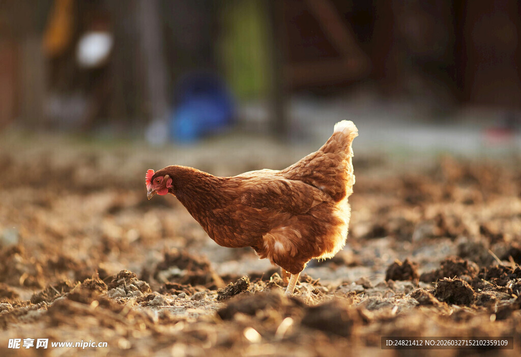 田间觅食的棕色母鸡