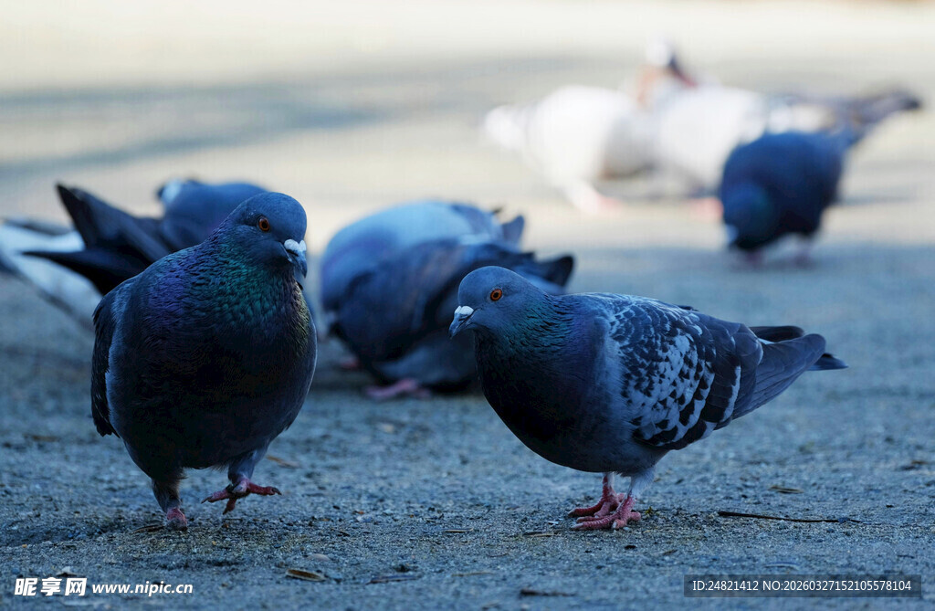 地面上的群鸽