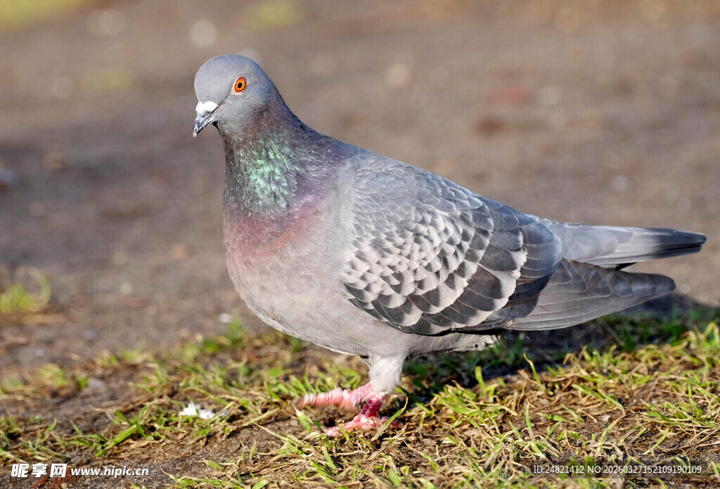灰鸽子立于草地