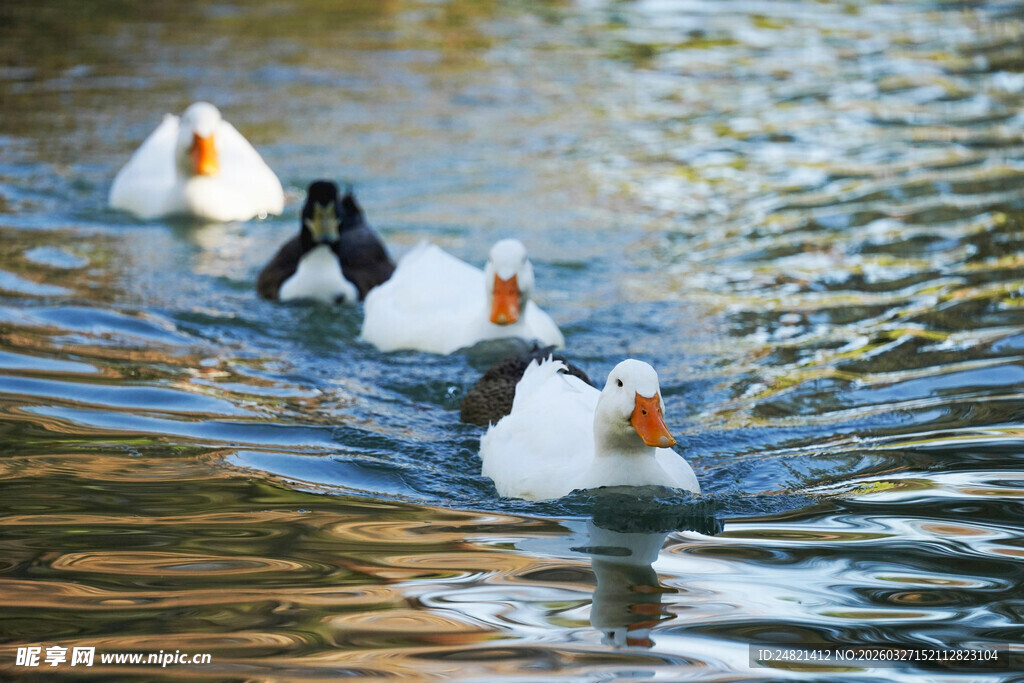 群鸭游于波光粼粼水面