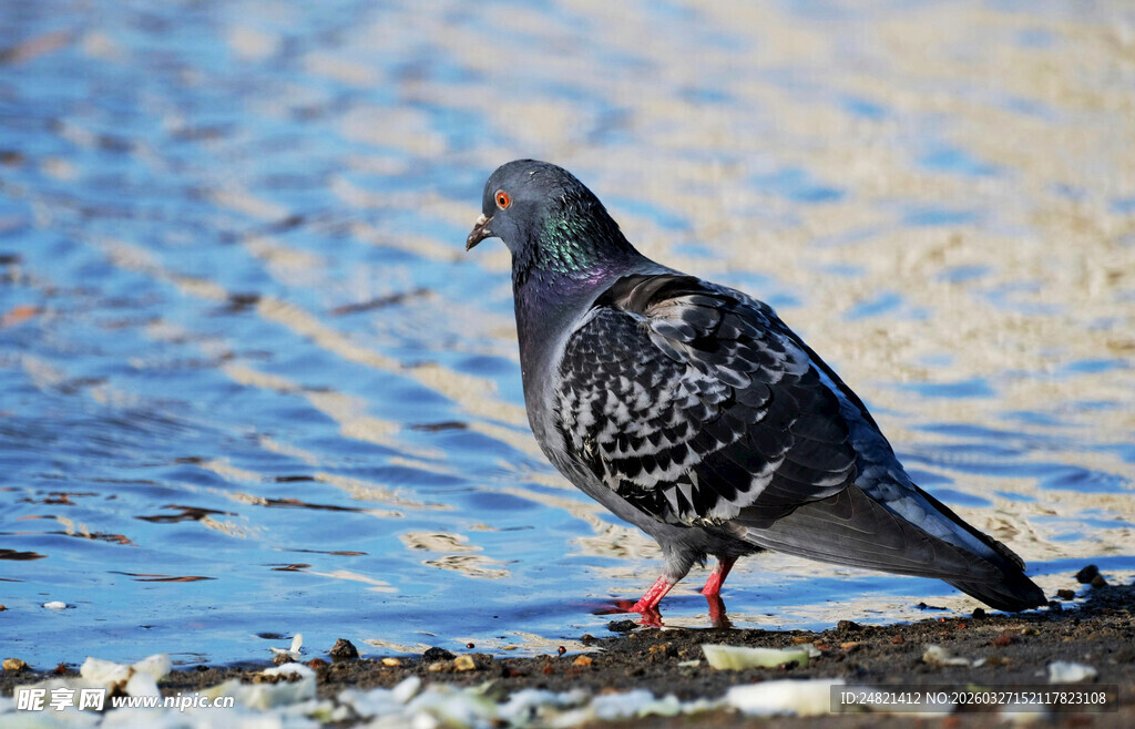水边栖息的灰鸽子