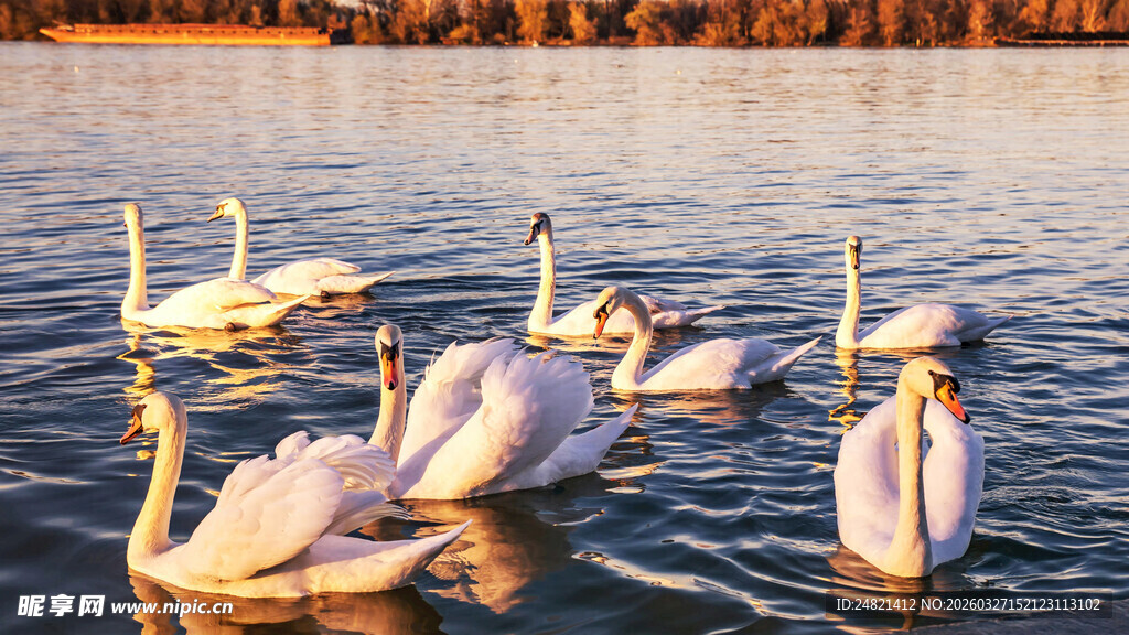 夕阳下湖中的优雅天鹅