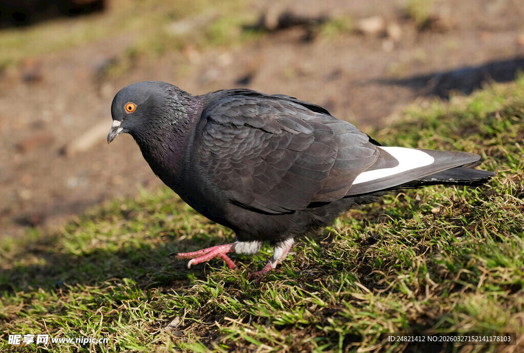 草地上的灰鸽子