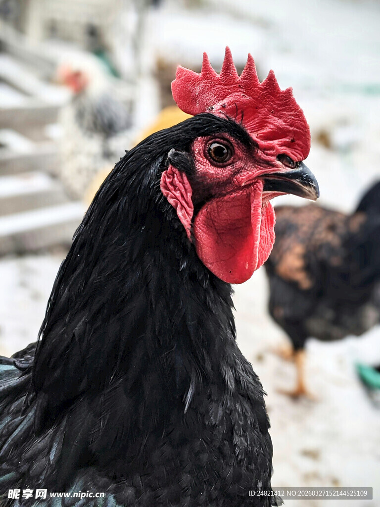 雪地中的黑公鸡