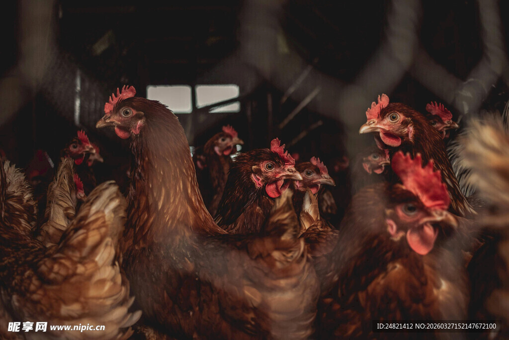 一群鸡聚集在一处