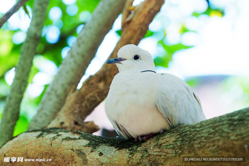 枝头白鸽