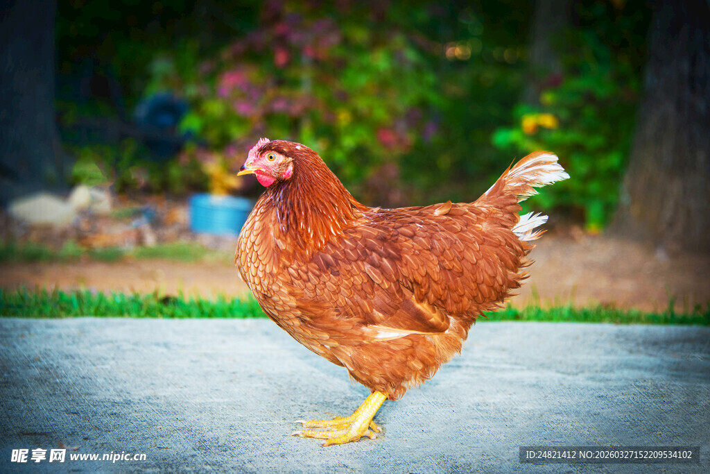 庭院中漫步的红羽母鸡