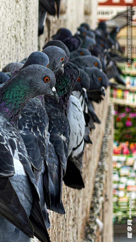 一排鸽子栖息于墙边