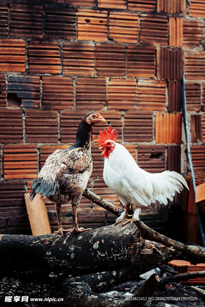 砖瓦房前的两只争斗公鸡