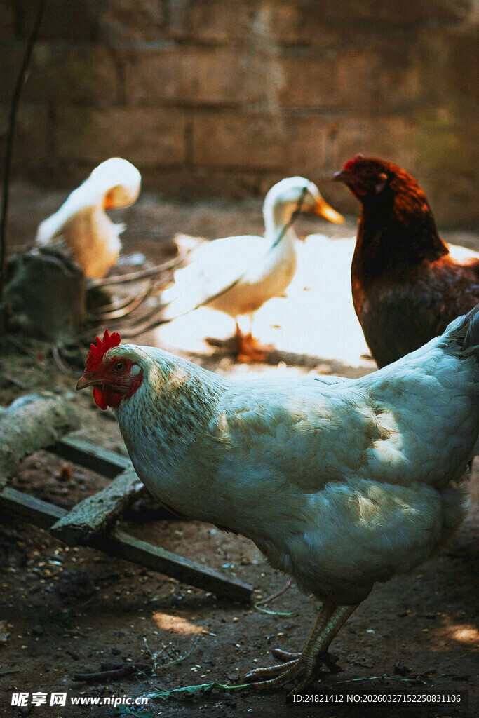 农家院里的多彩家禽