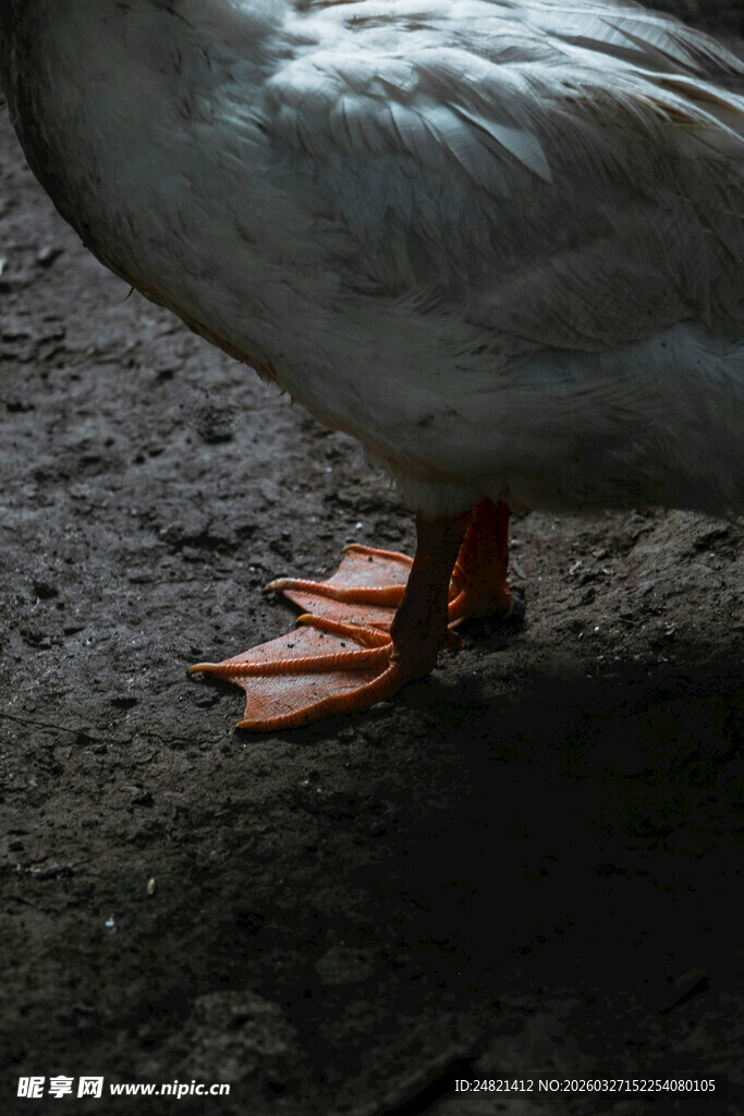 带脚环的灰鹅特写