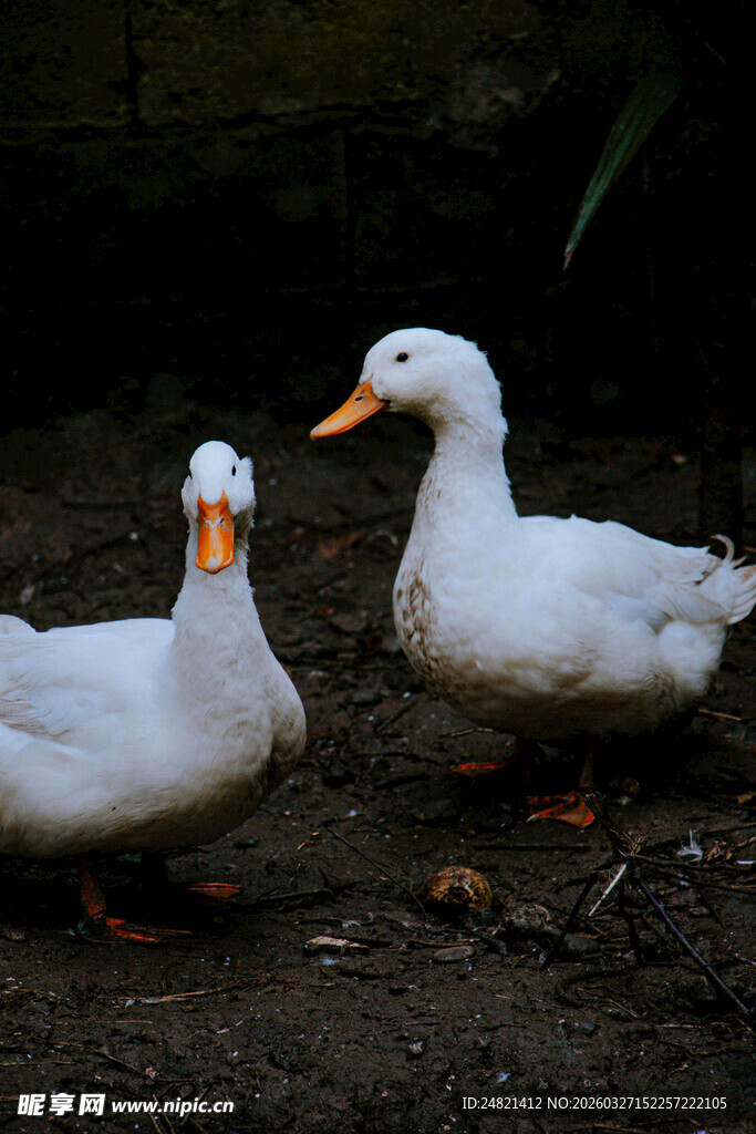 两只白鸭站在泥土地上