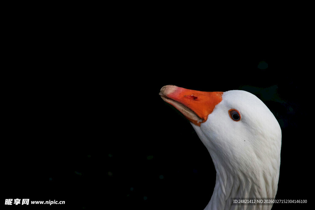 白鹅特写