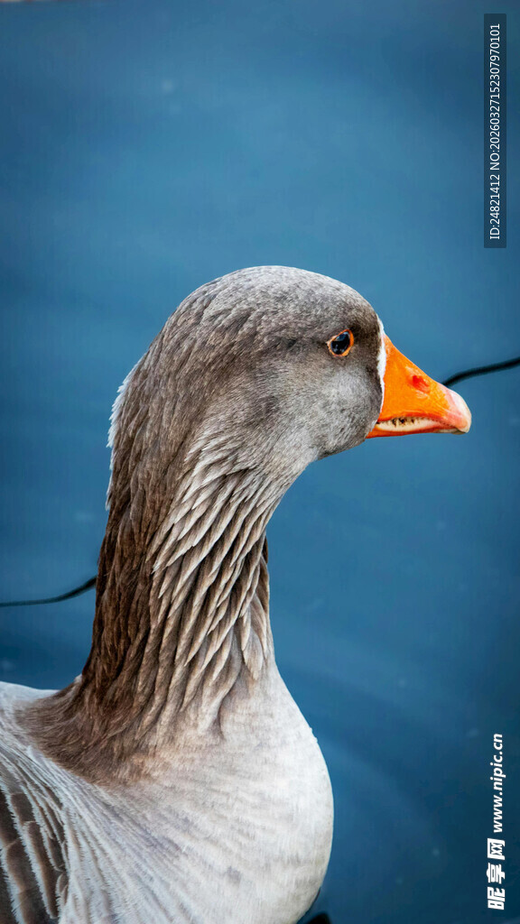 灰鹅特写