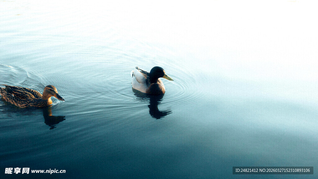 水面双鸭悠游