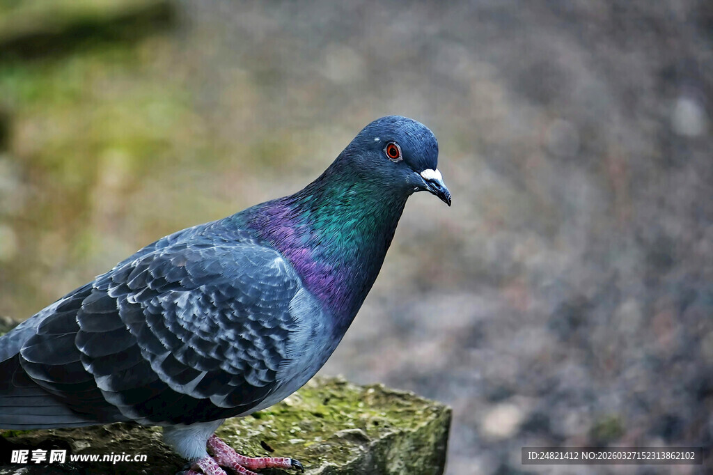 站在木桩上的多彩鸽子