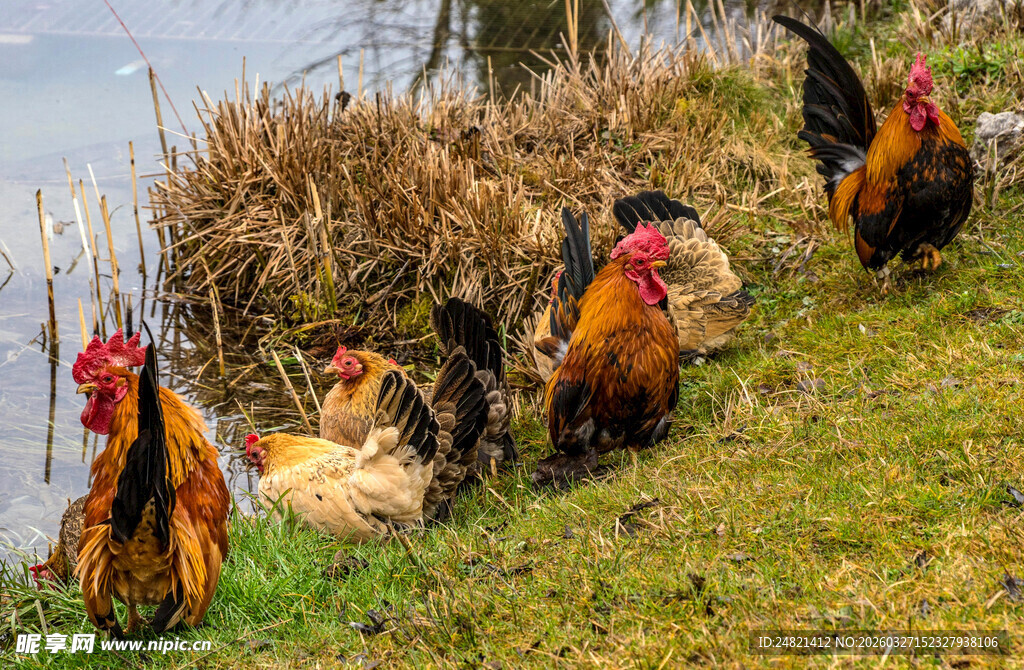 草地上的一群色彩斑斓公鸡
