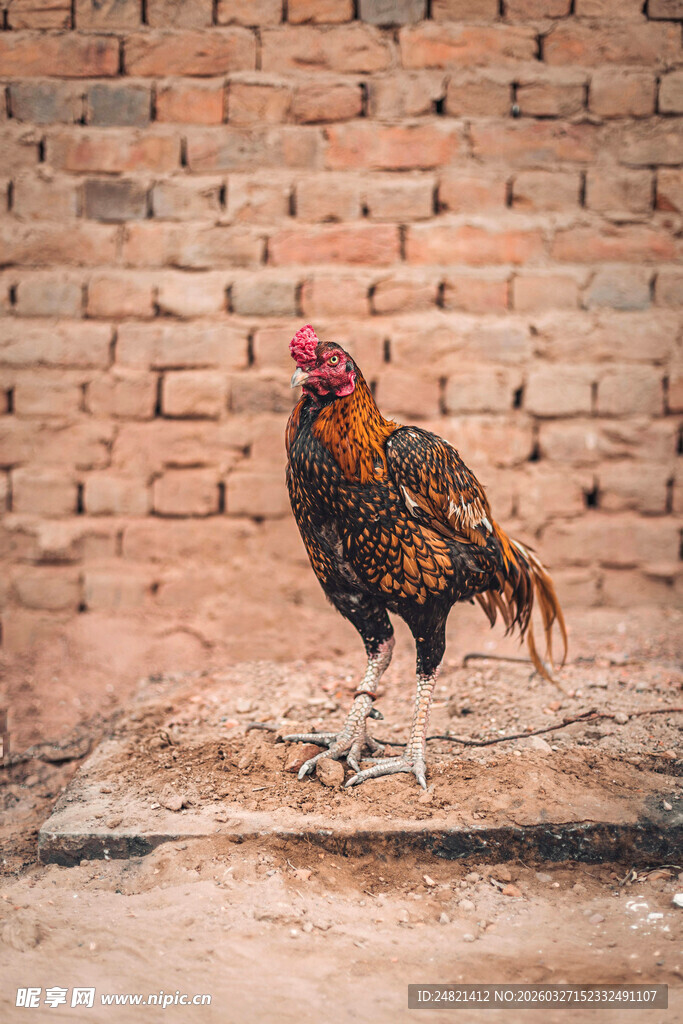 砖墙前的雄鸡