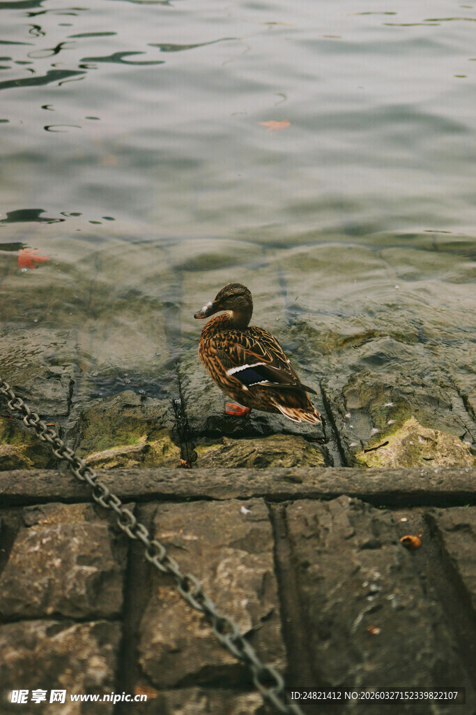 水边栖息的多彩小鸟
