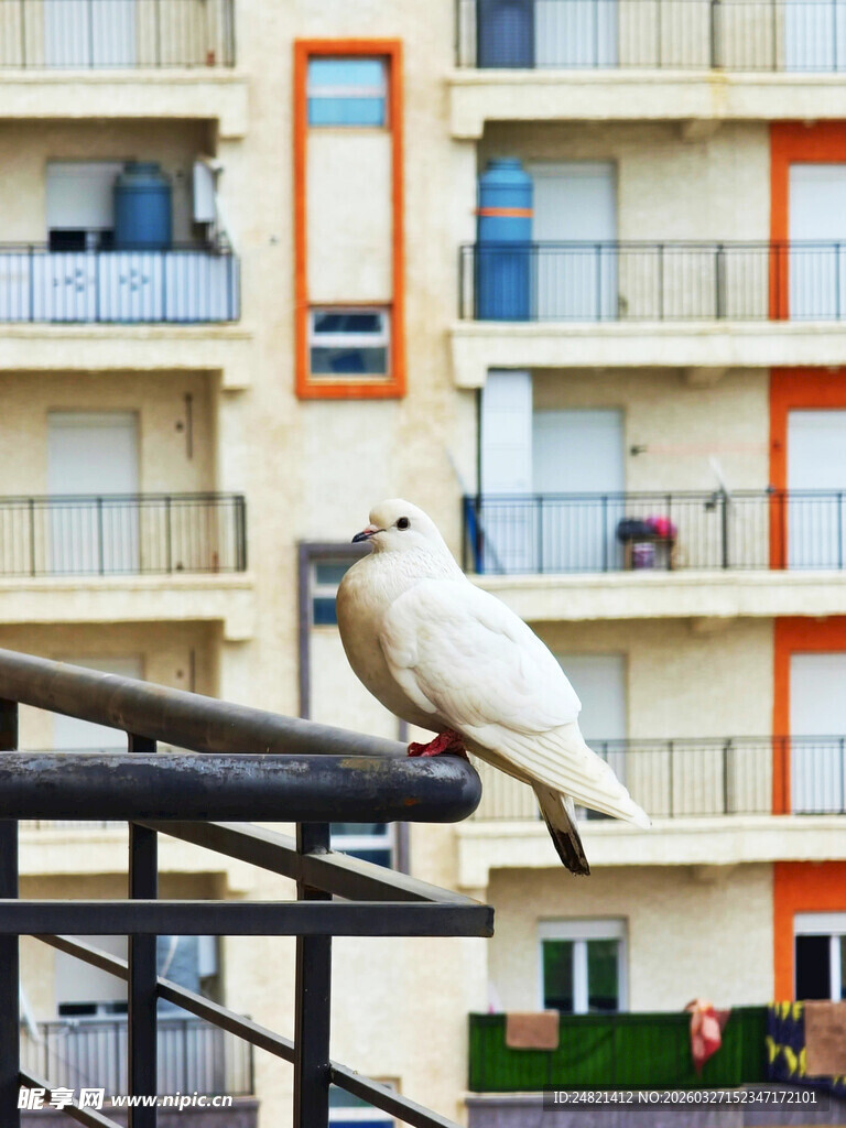 阳台围栏上的白色鸽子
