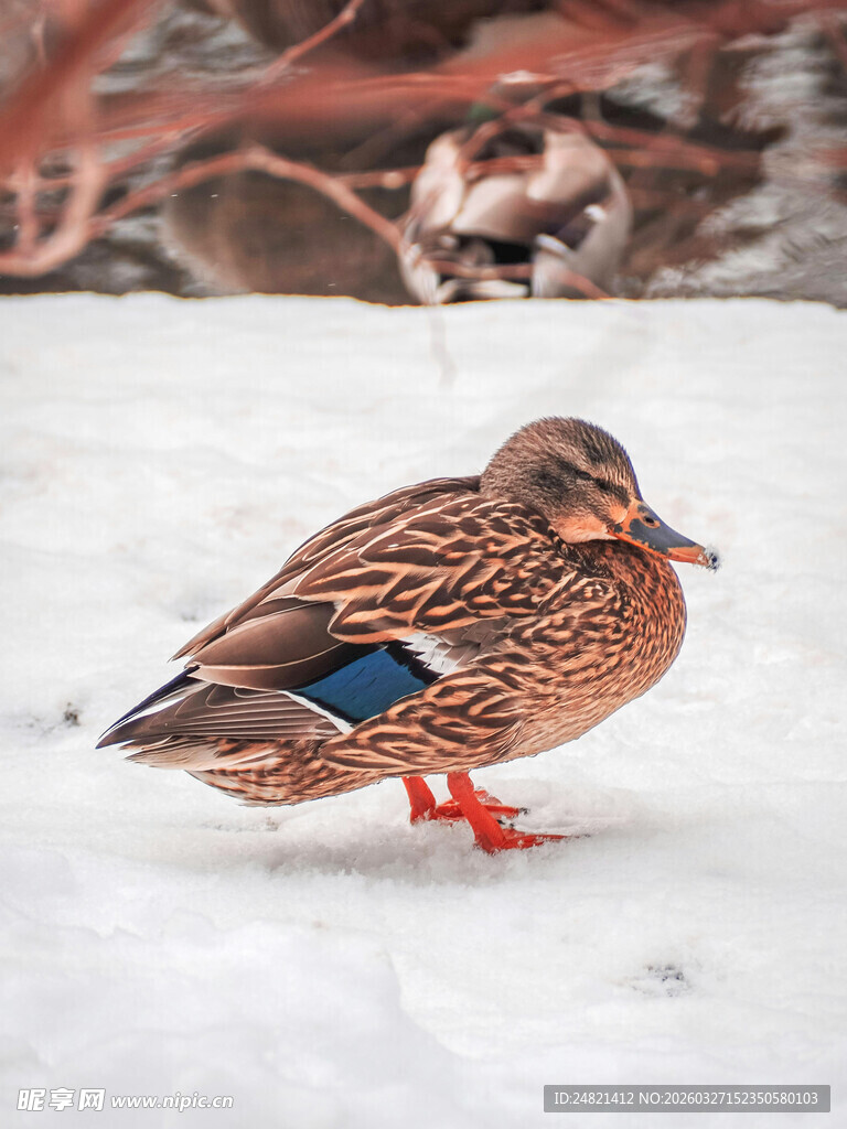 雪地中的多彩野鸭