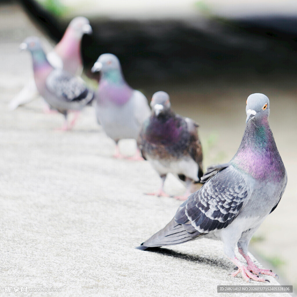 一排鸽子在地面站立