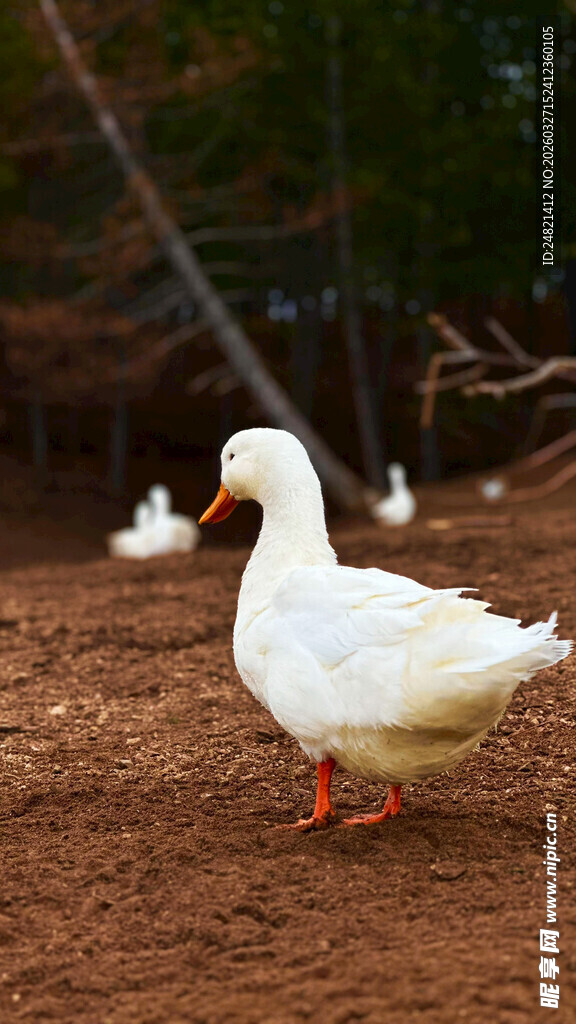 田园中漫步的白色鸭子