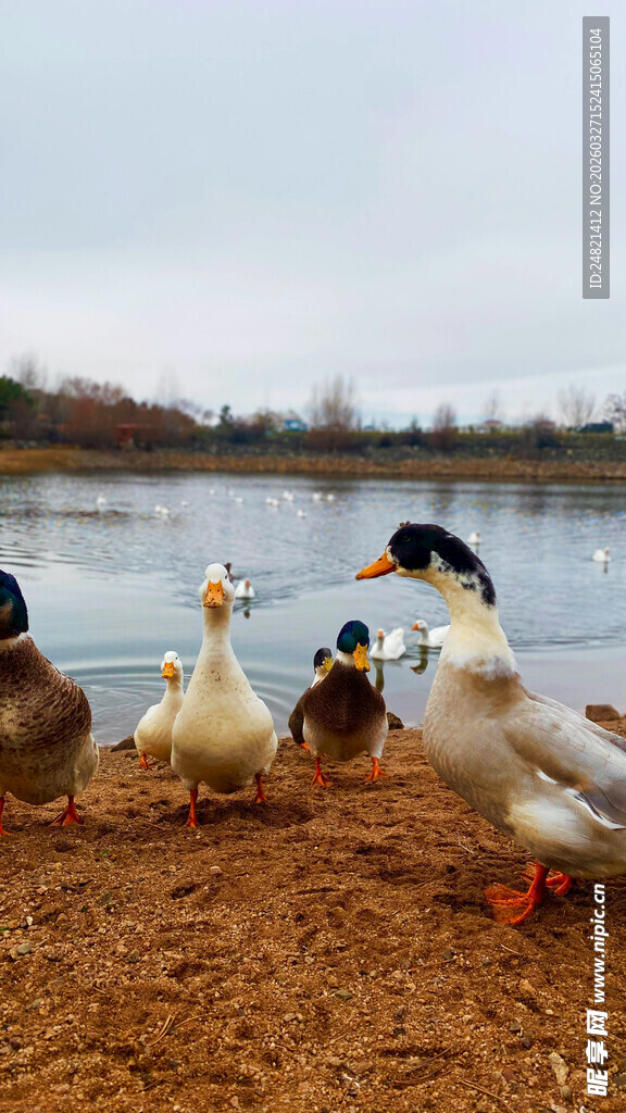 岸边群鸭嬉戏