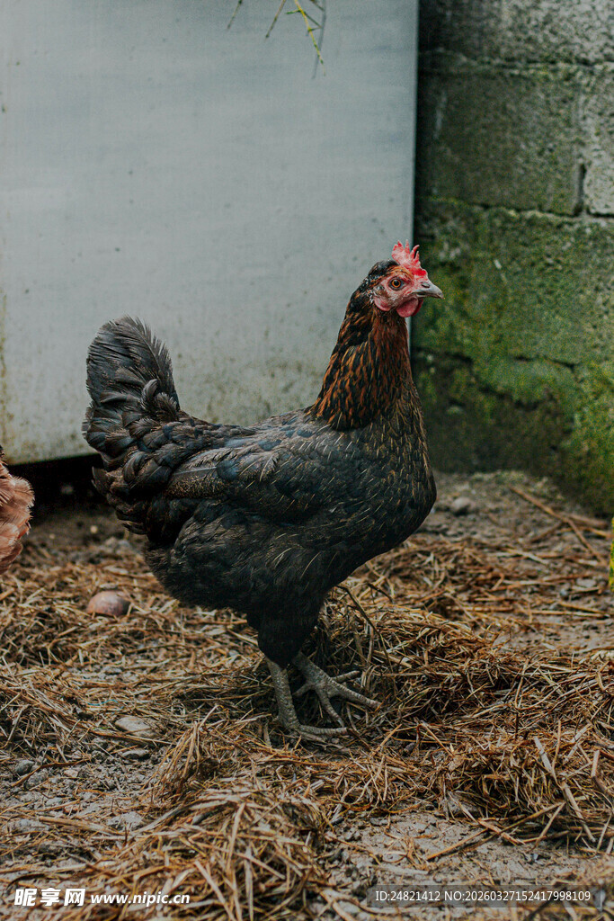 庭院中站立的黑羽鸡