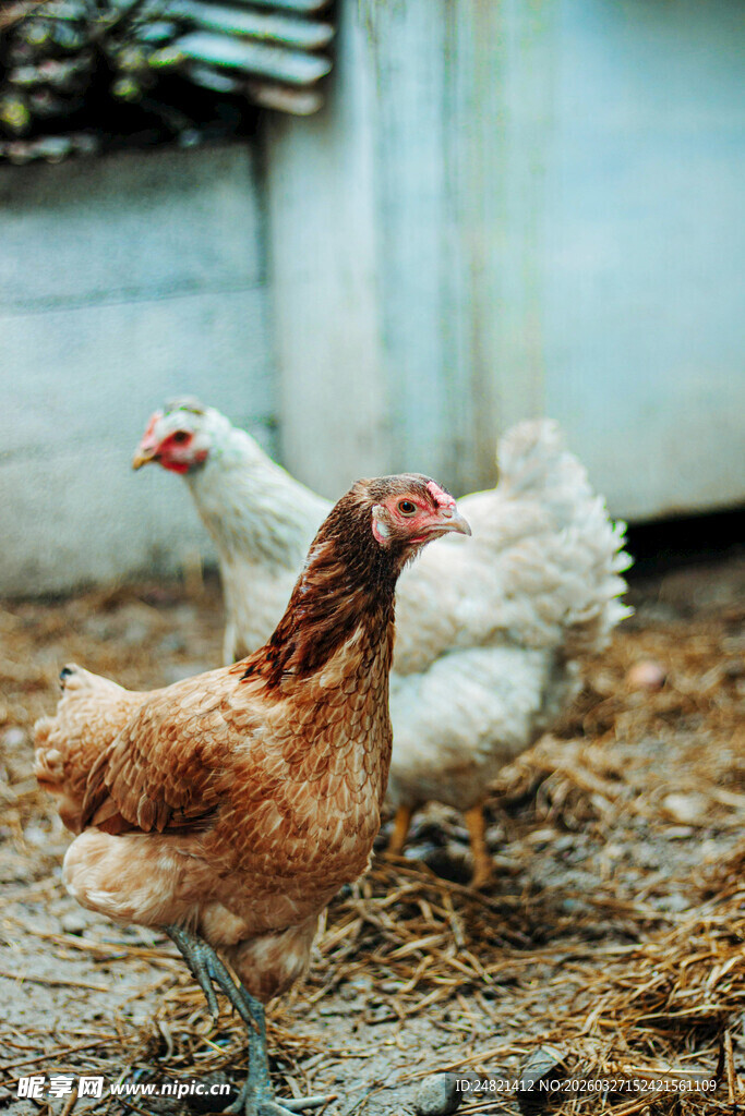 鸡在稻草上活动