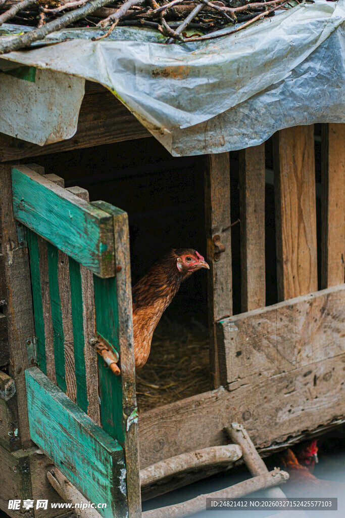老旧鸡舍中的母鸡