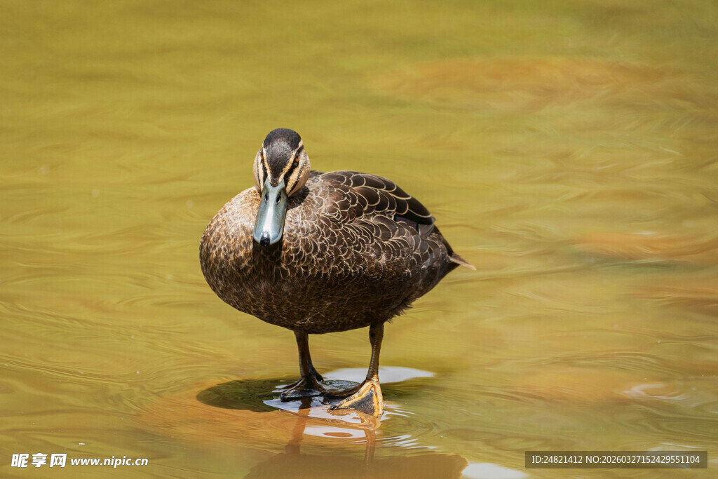 水中孤鸭