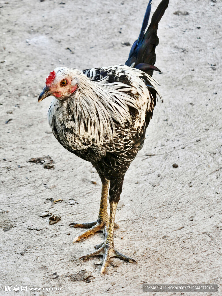 灰羽公鸡独立地面