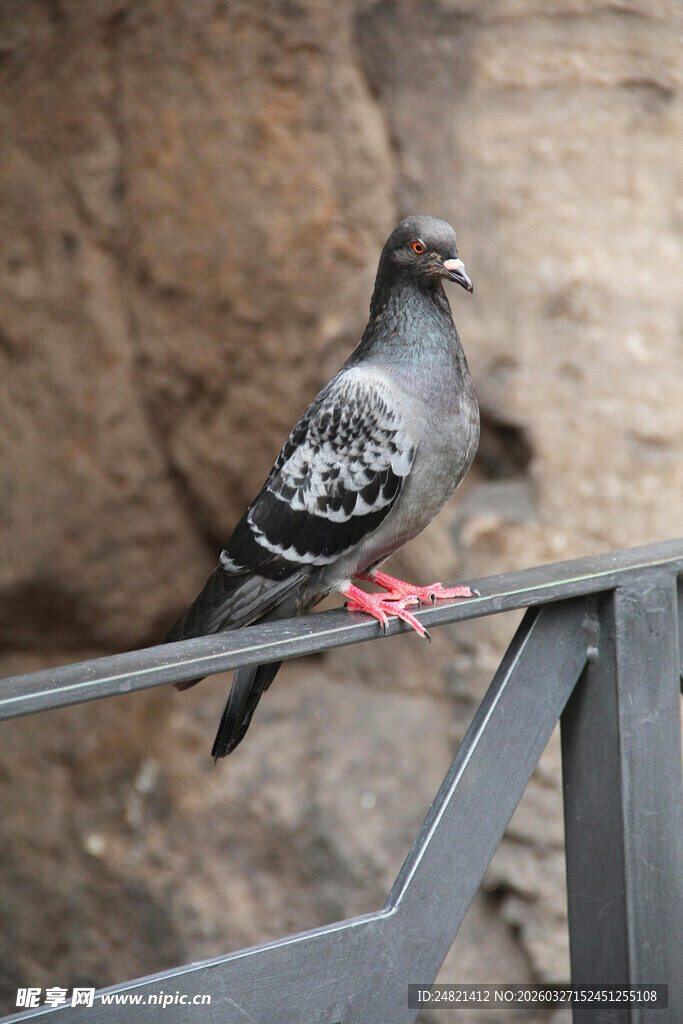 灰鸽立于金属栏杆上