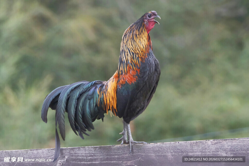 木栏上的五彩公鸡