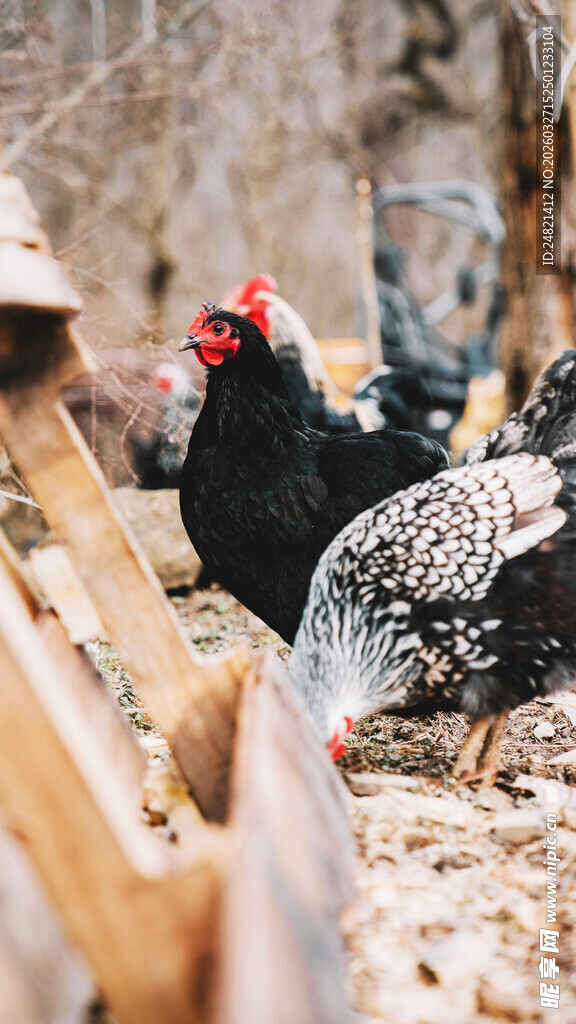 庭院中的几只漂亮土鸡