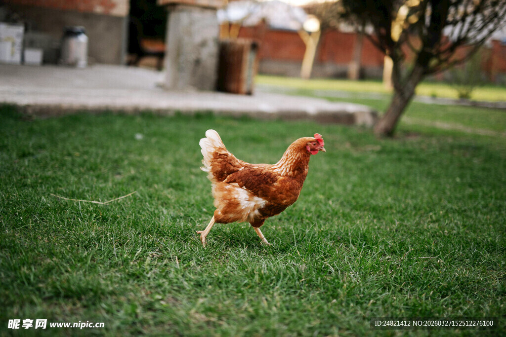 草地上的漫步母鸡