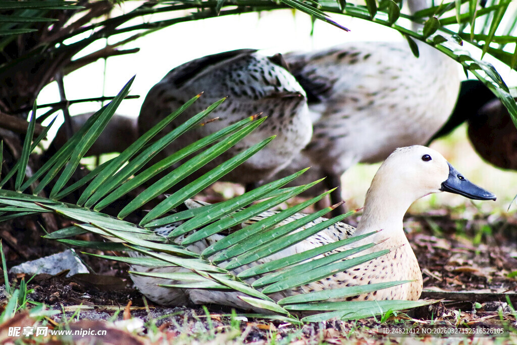 草丛中休憩的鸭子