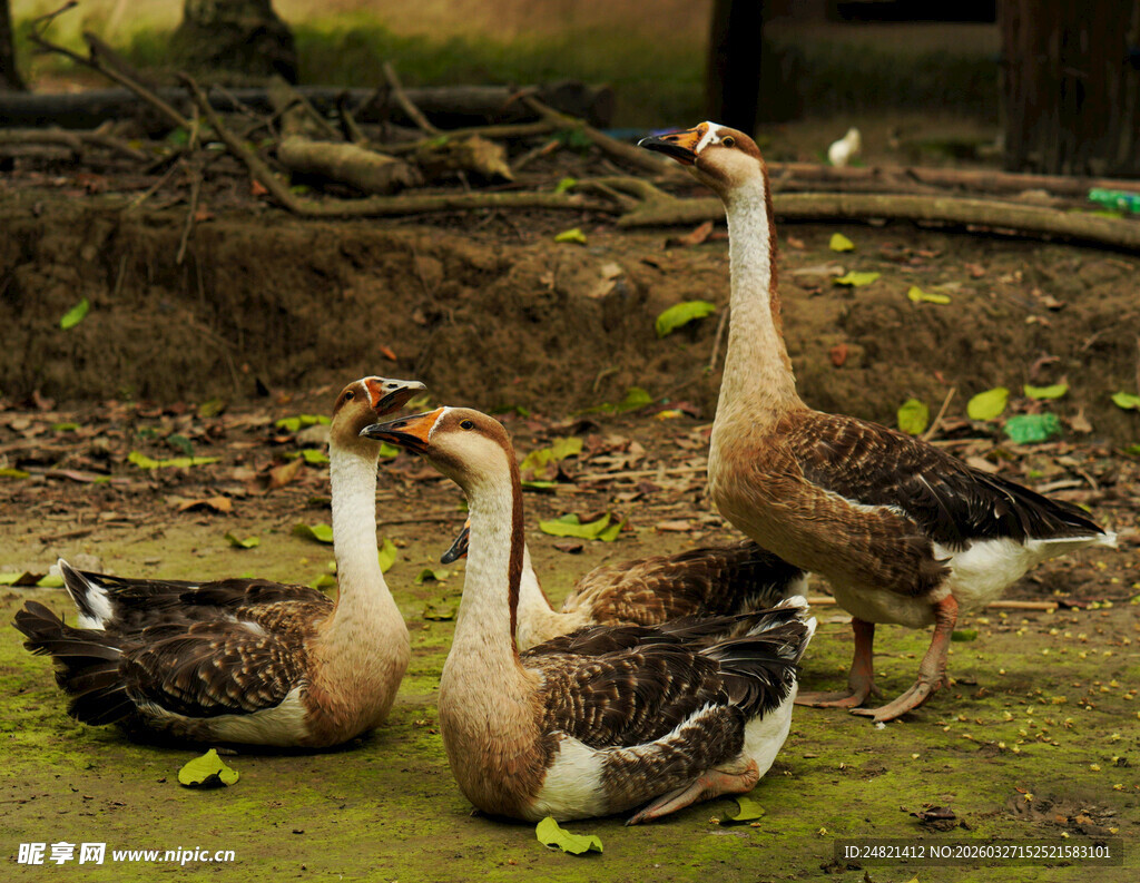 田园中休憩的几只鹅