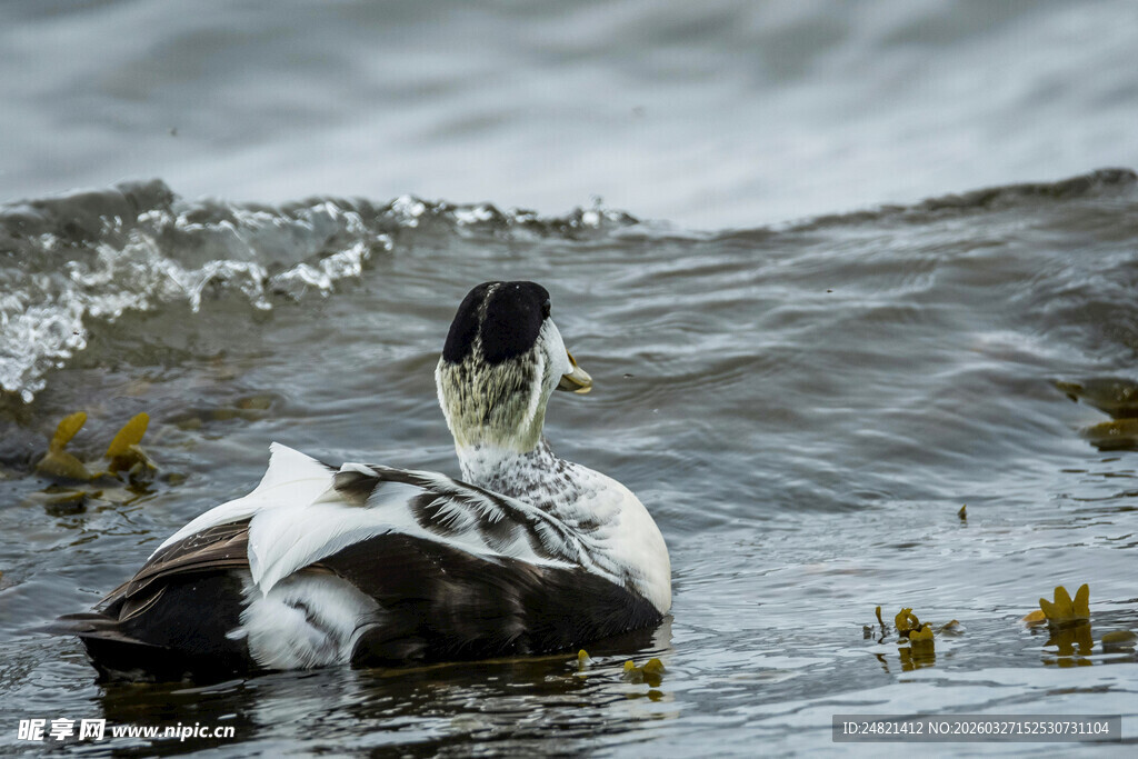 水中凤头鸊鷉优雅觅食