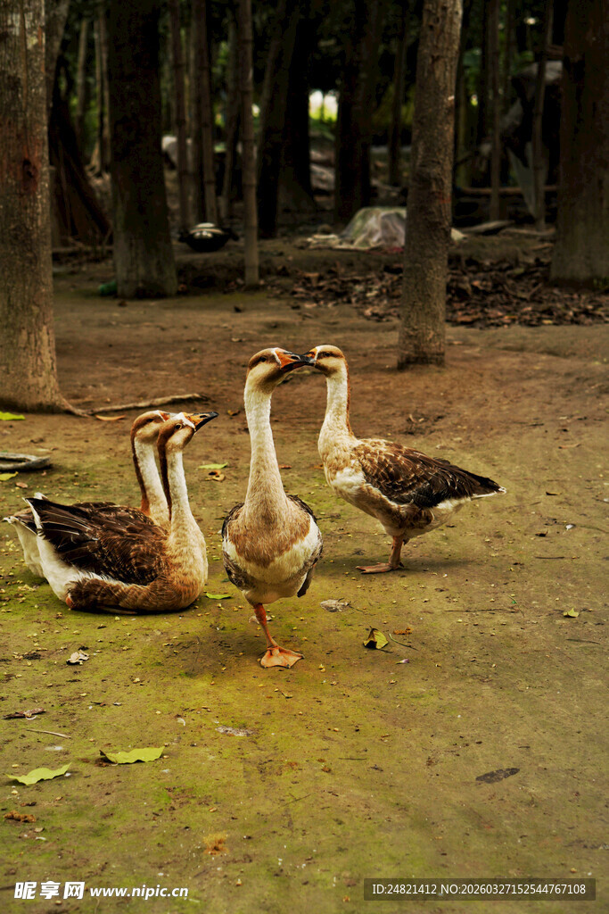 林间漫步的几只大鹅
