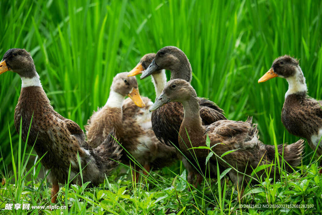 草地上的一群可爱小鸭子