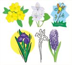 多彩花卉插画集合